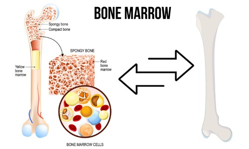 What-type-of-bone-marrow-do-birds-have