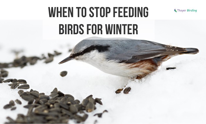 When to Stop Feeding Birds for Winter