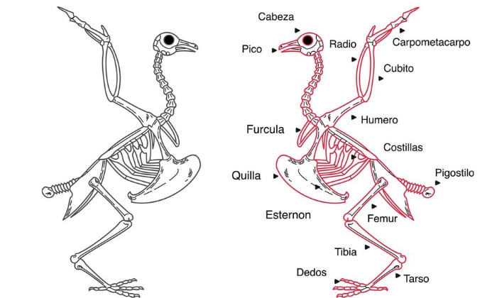 Where-is-bone-marrow-located-in-birds