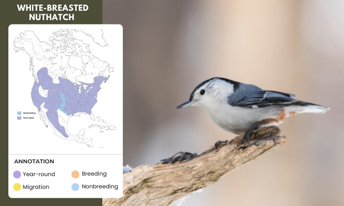 White-breasted-Nuthatch