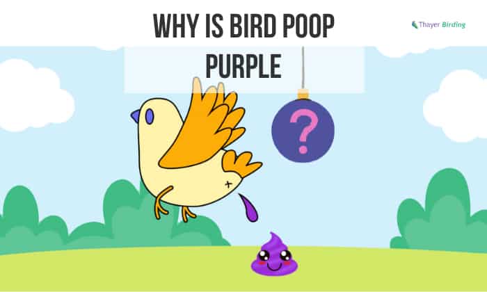 Why is Bird Poop Purple