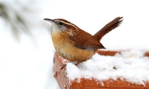 Winter-Wren-in-winner