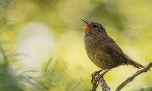 Wrens-bird