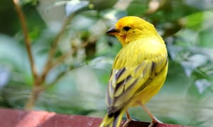 Yellow-Canary-Bird