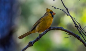 Yellow-Cardinal-Bird