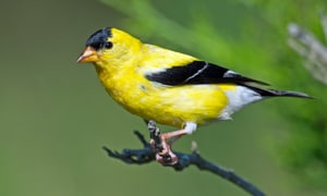Yellow-Finch-Bird