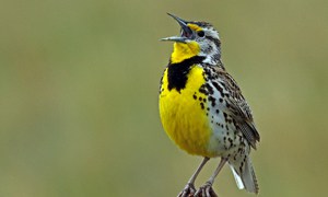 Yellow-Meadowlark