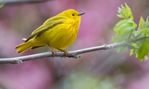 Yellow-Warbler-Bird