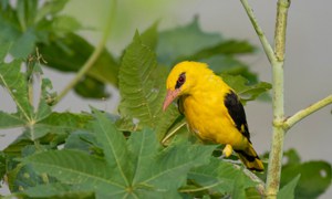 Yellow-and-Black-Oriole