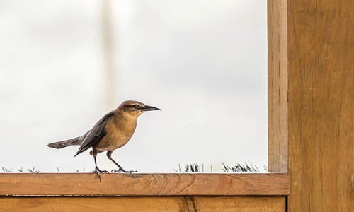 a-brown-bird-that-flies-into-your-home