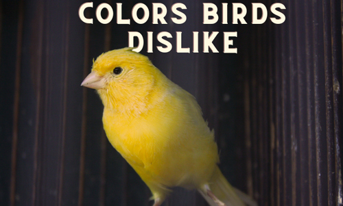 colors-bids-dislike