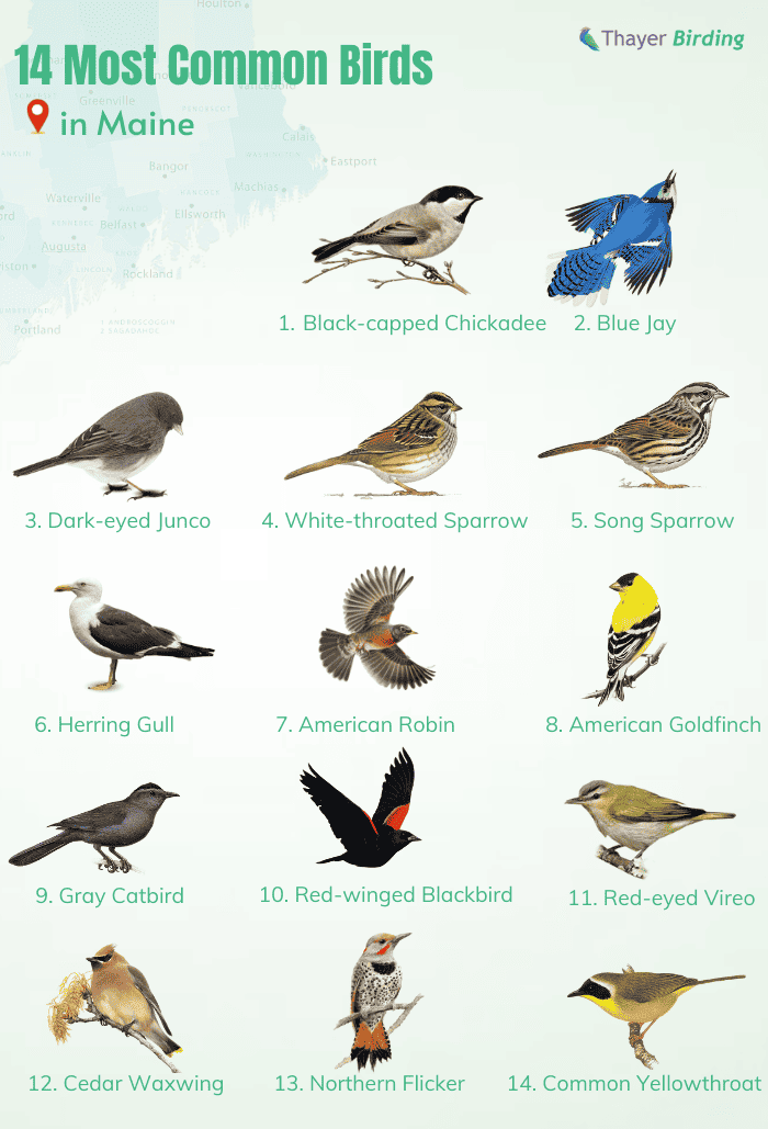 14-Most-Common-Birds-in-Maine