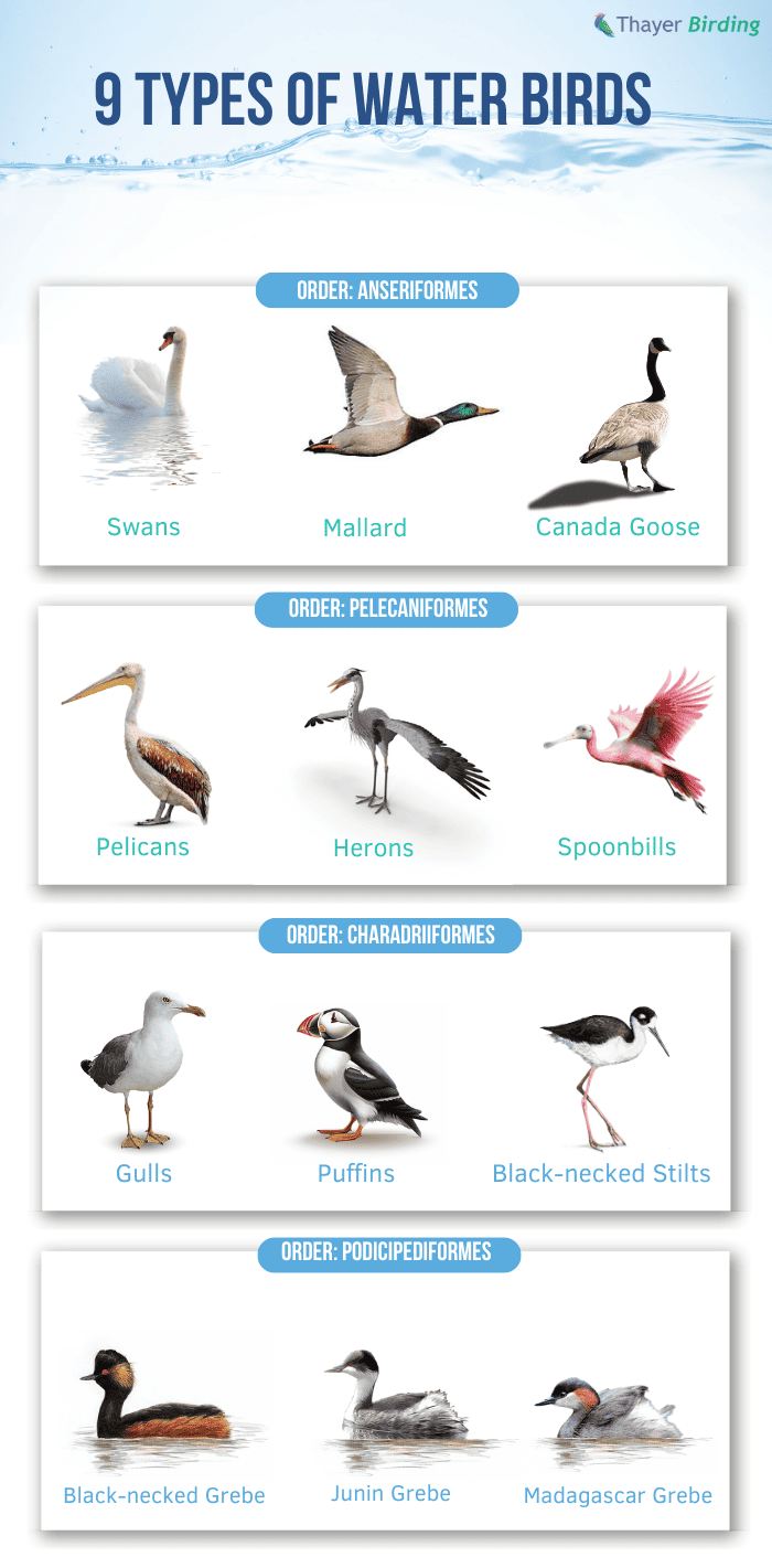 9-Types-of-Water-Birds