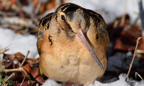 American-Woodcock-in-Texas