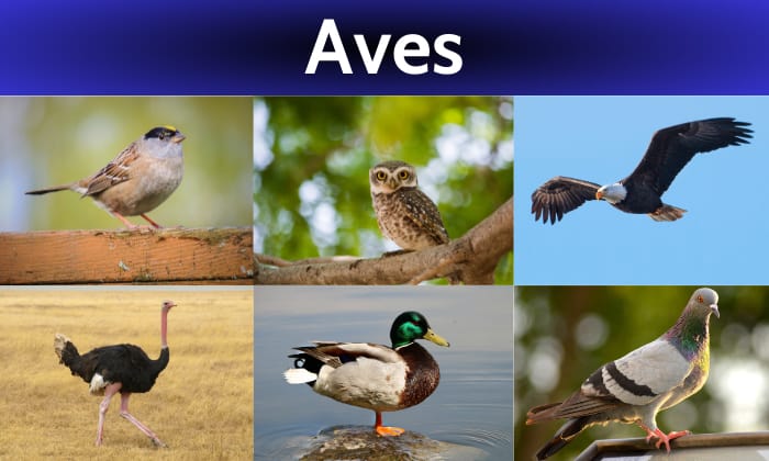An-Overview-of-Class-Aves