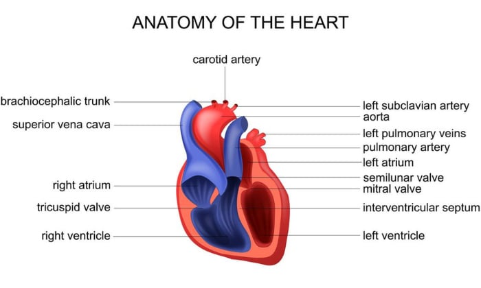 Bird-anatomy-and-cardiovascular-system