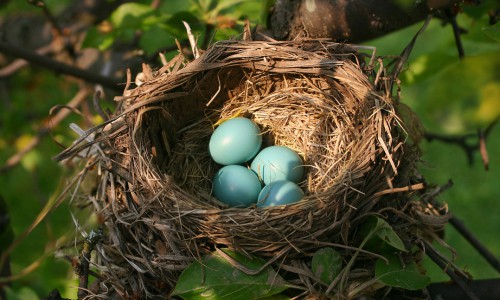 Birds’-Inherent-Ability-to-Build-Nests