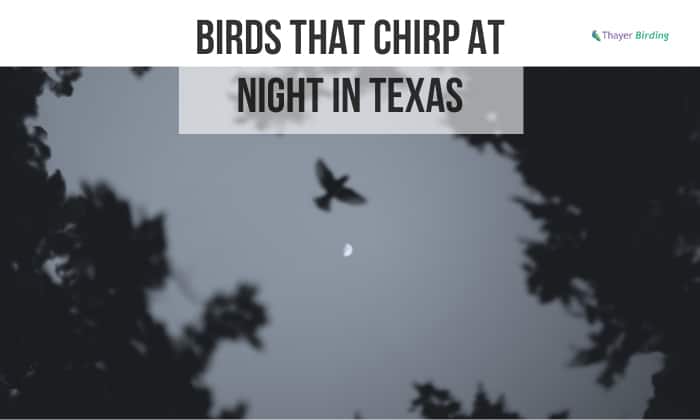 Birds That Chirp at Night in Texas