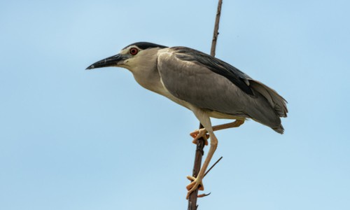Black-crowned-Night-Heron-in-Texas