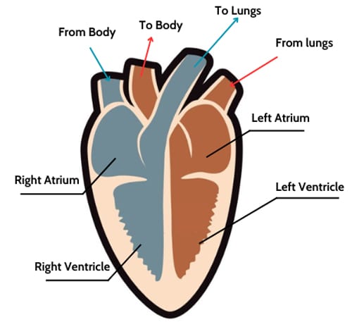 Chamber-structure-of-a-bird’s-heart