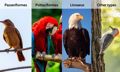 Classification-of-Bird-Scientific-Names