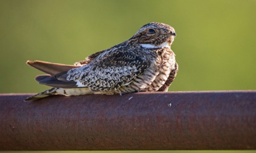 Common-Nighthawk-in-Texas