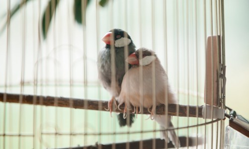 Create-a-hospital-cage-of-bird