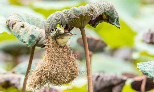 Developing-Nest-Building-Skills