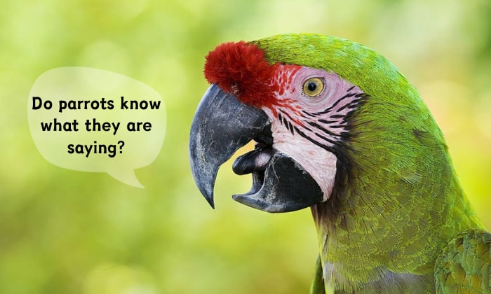 Do-Parrots-Know-What-They-Are-Saying