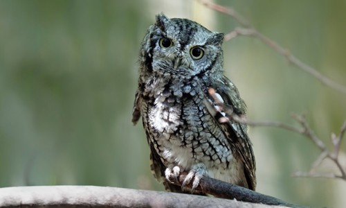 Eastern-screech-owl-in-Texas