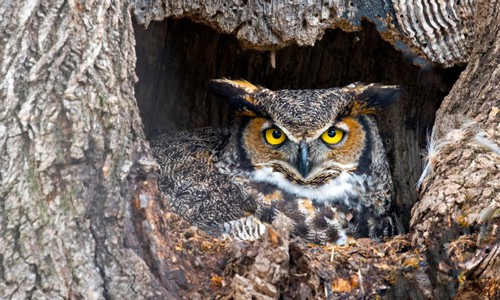 Great-Horned-Owl-in-Texas