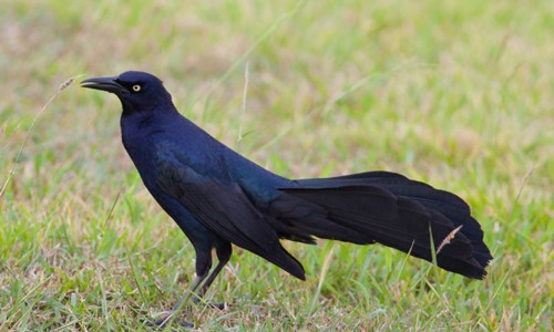 Great-Tailed-Grackle-in-Texas
