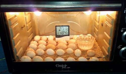 Hatch-Eggs-With-microwave