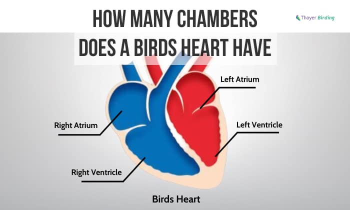 How Many Chambers Does a Birds Heart Have