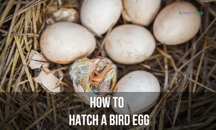How to Hatch a Bird Egg