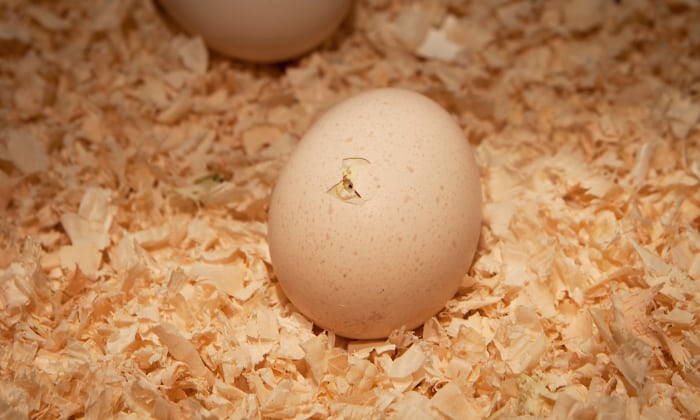 How-to-Hatch-an-Egg-By-Yourself