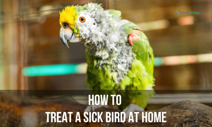 How to Treat a Sick Bird at Home