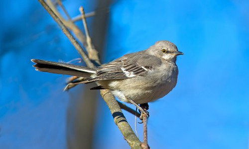 Northern-Mockingbird-in-Texas