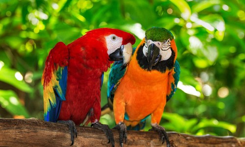 Parrots-With-Incredible-Intelligence