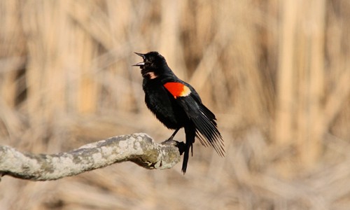 Red-Winged-Blackbird-in-Texas