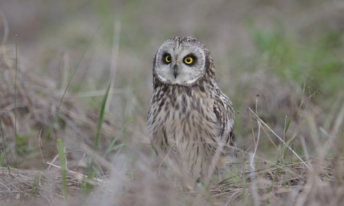 Short-eared-Owl-in-Texas