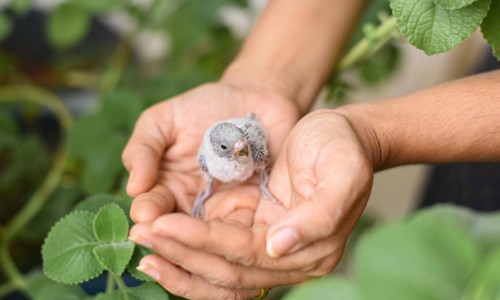 Take-Care-of-the-Baby-Birds