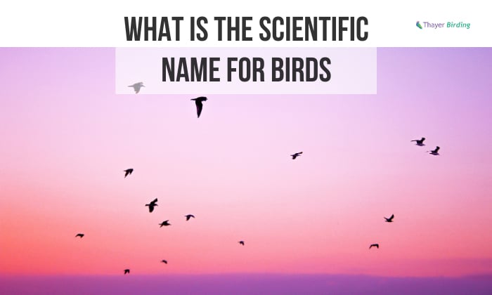 What is the Scientific Name for Birds