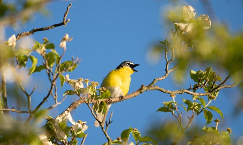 Yellow-breasted-Chat-in-Texas