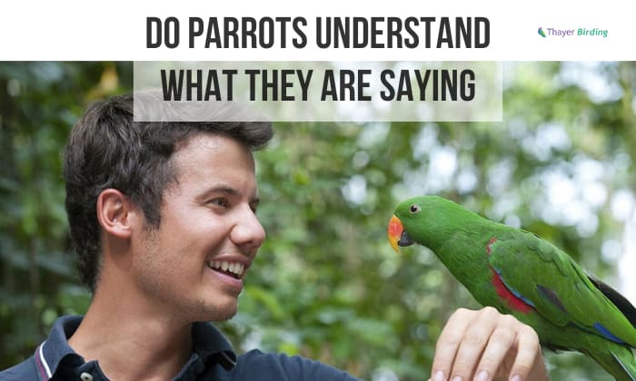 do parrots understand what they are saying