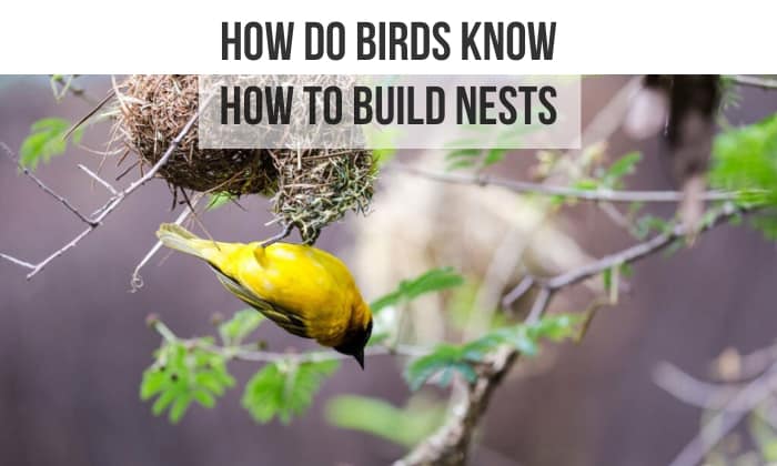 how do birds know how to build nests