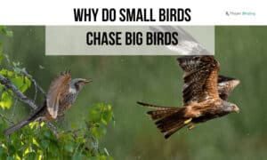 why do small birds chase big birds
