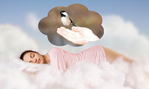 Bird-Landing-In-A-Dream