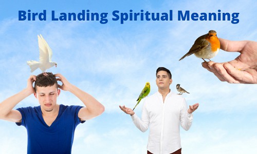Bird-Landing-Spiritual-Meaning