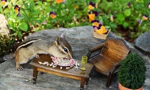 Give-Chipmunks-Their-Own-Personal-Feeding-Area